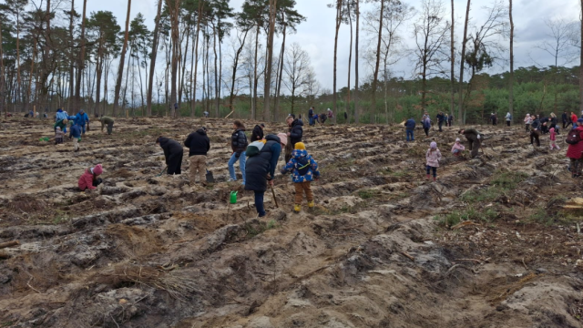 Akcja sadzenia małych sosen w regionie. Powstanie więcej lasów