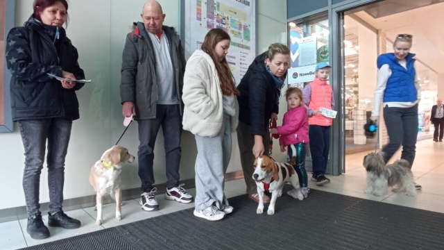 Psa albo kota z chipem, gdy się zgubią, łatwiej będzie odnaleźć. Specjalna akcja w Toruniu