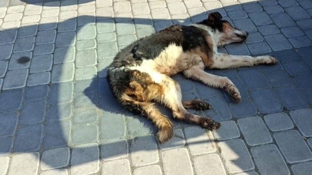 Czy skarbnik miejska Radziejowa znęcała się nad swoim psem PR PiK ma komentarz urzędniczki