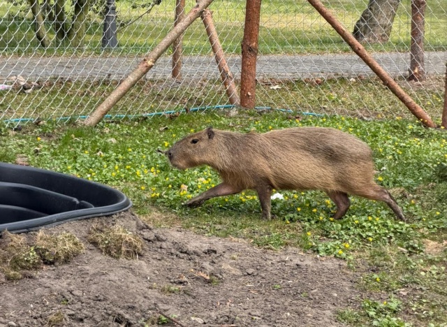 Kapibara Gerald uciekła z farmy w Mgowie. Zbiega szukają mieszkańcy, opiekunowie, strażacy [zdjęcia]