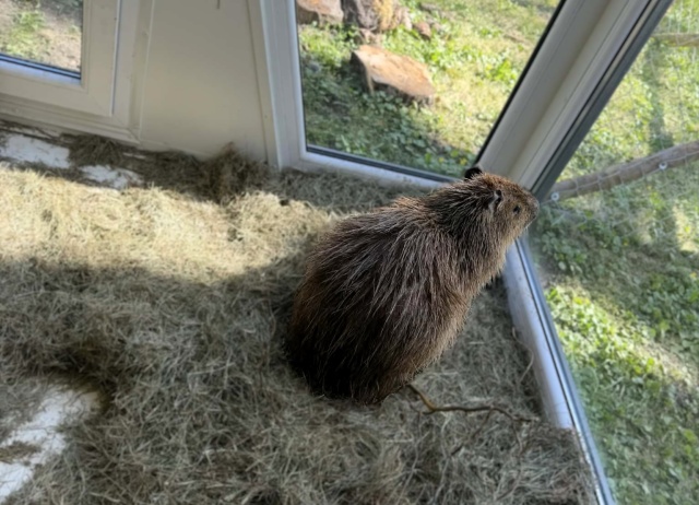 Kapibara Gerald się odnalazła Uciekiniera szukali od wtorku strażacy, wykorzystano drony