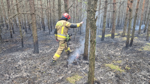 Pożar w lesie we Włocławku. Prawie półtora hektara ściółki poszło z dymem [zdjęcia]