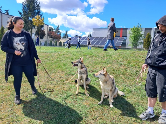 Czworonożne piękności w Inowrocławiu. Byliśmy Wystawie Psów Rasowych