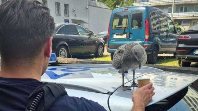 Policjanci uratowali wycieńczoną mewę. Ptak napił się wody z dłoni funkcjonariusza [wideo]