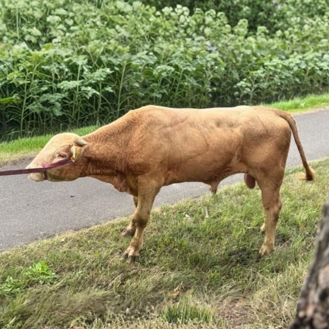 Apelują o pomoc w poszukiwaniu byków. Uciekły z gospodarstwa w powiecie toruńskim