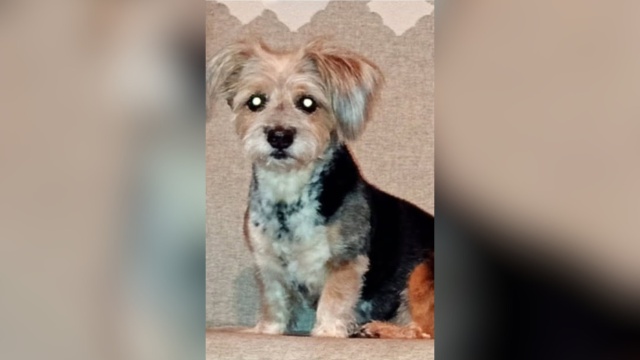 Dzieci bardzo przeżywają jej zniknięcie. W powiecie świeckim zaginęła 13-letnia suczka Barbie