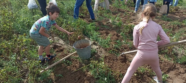 Dojenie, pojenie i wykopki. Ożyła olenderska wieś z przełomu XIX i XX wieku [wideo, zdjęcia]