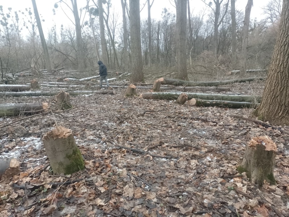 Tak obecnie wygląda miejsce, gdzie jeszcze do niedawna rosły 80-letnie drzewa. / Fot. Michał Zaręba