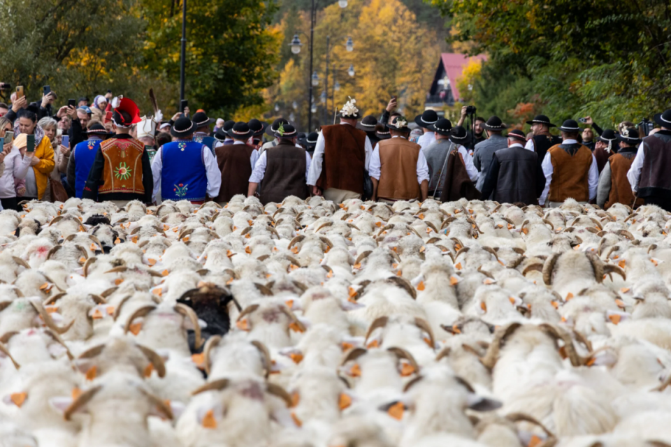 „Szczawnicki redyk” autorstwa Bartłomieja Bodzka zdobył I nagrodę w konkursie MET. / Fot. Bartłomiej Bodzek