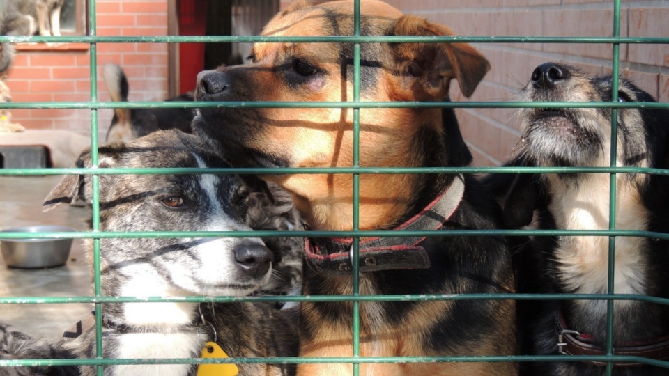 Karma, którą udało się wygrać wystarczy schronisku na 3-4 miesiące. / Fot. Archiwum PR PiK