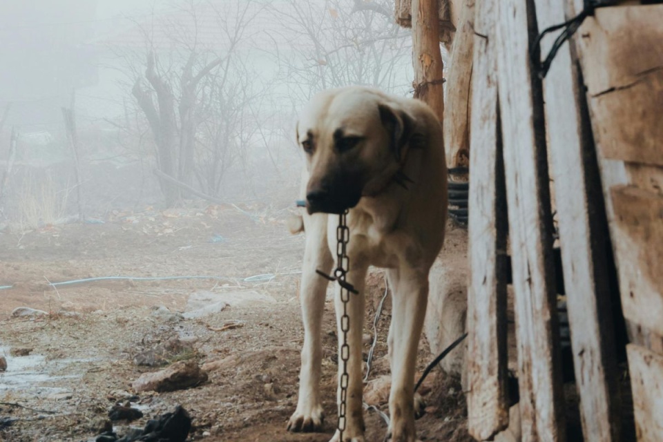 Zima to trudny czas dla zwierząt, zwłaszcza psów, które spędzają dni i noce na zewnątrz/ fot. Ömer Derinyar, Pexels