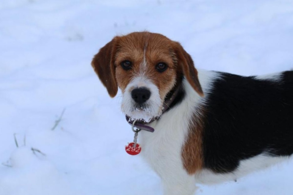 Arielka jest w schronisku od początku grudnia 2025 r. Czeka na nowy dom / fot. Kamila Pokrzywnicka, Schronisko dla zwierząt w Toruniu