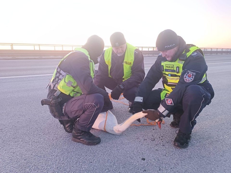 Policjanci opiekowali się ptakiem w radiowozie/ Fot. KMP w Grudziądzu