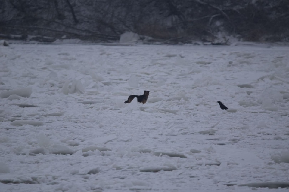Trwa akcja ratowania spłoszonej suczki/ Fot. Facebook, Zagubiony Berneńczyk Bydgoszcz