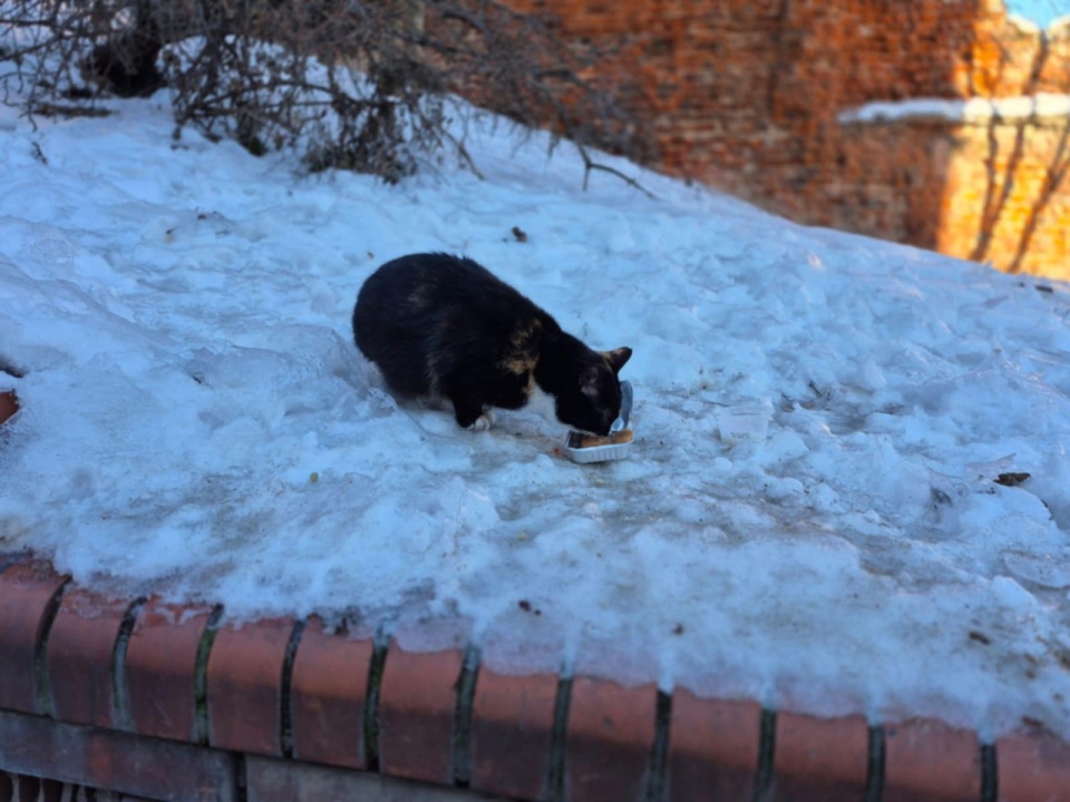 Chętni do pomocy mogą się zgłaszać się do Stowarzyszenia Obywatelski Grudziądz/ Fot. Cztery Łapy Grudziądza