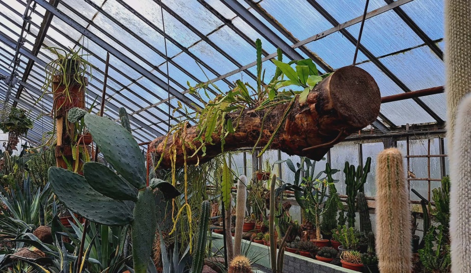 Ogród Botaniczny IHAR w bydgoskim Myślęcinku/fot. Jarosław Mikietyński