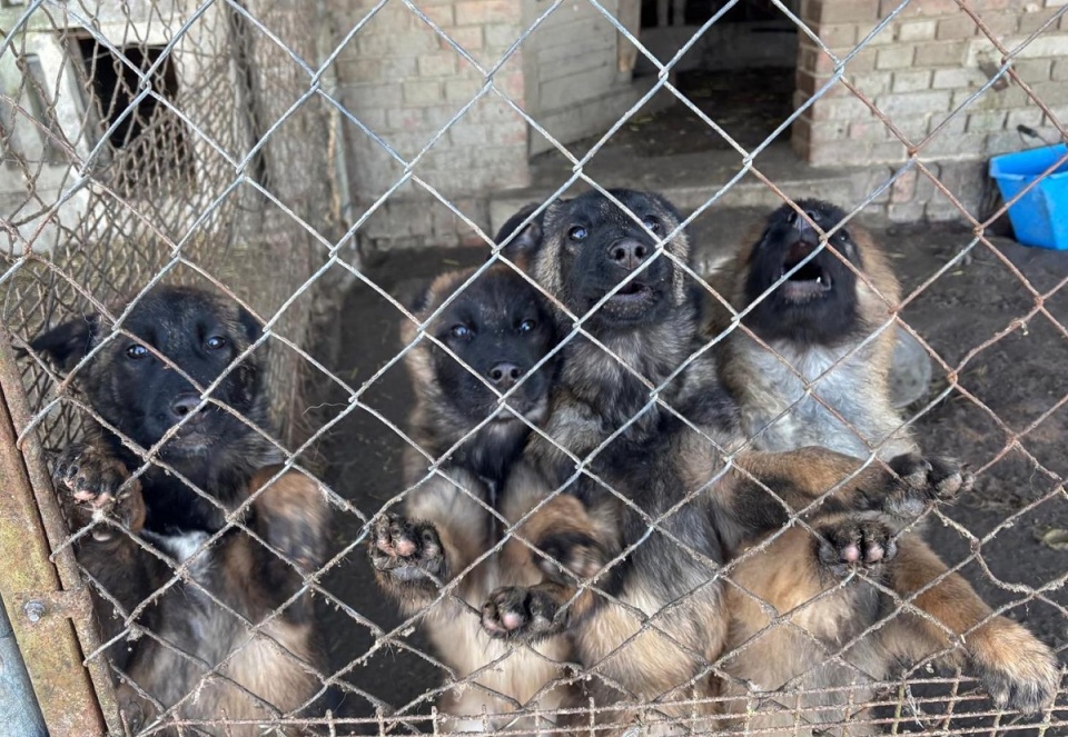 Dwaj mężczyźni z zarzutem znęcania się nad zwierzętami. Nielegalne hodowle w gminie Kcynia [wideo, zdjęcia]