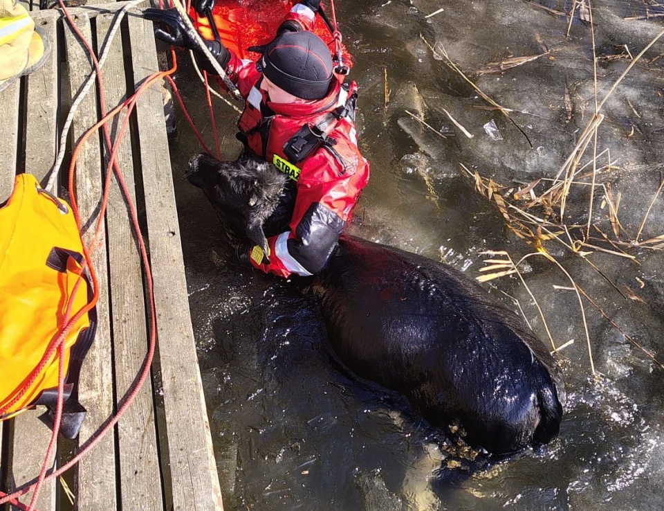 Pod jałowką załamał się lód. / Fot.JRG Mogilno, OSP Gębice.