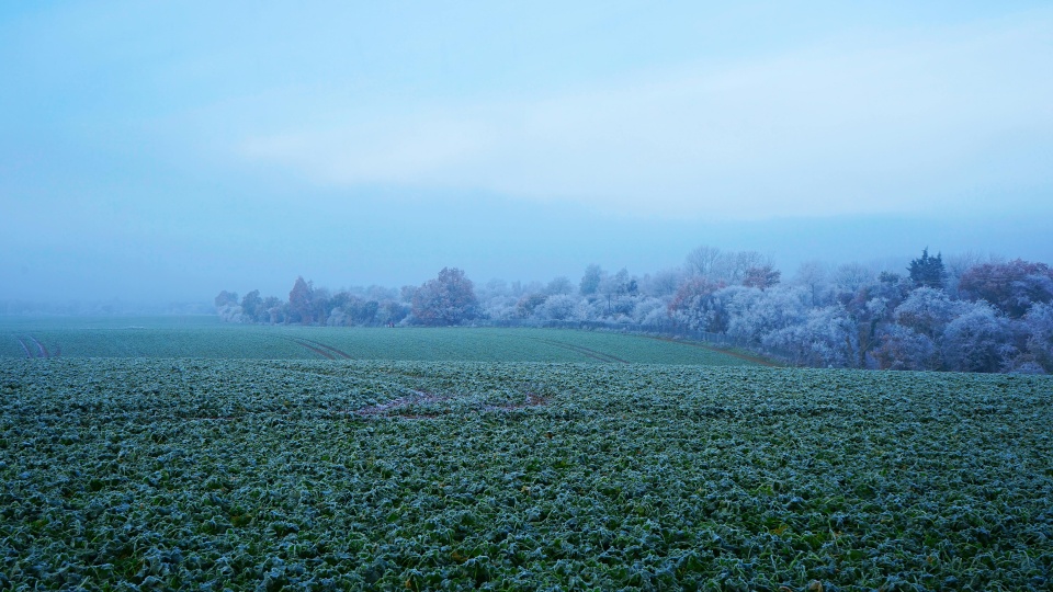 Tegoroczna zima, zwłaszcza siarczyste mrozy, wpłynęły negatywnie na część upraw w Kujawsko-Pomorskiem/Fot. Pexels, zdjęcie ilustracyjne