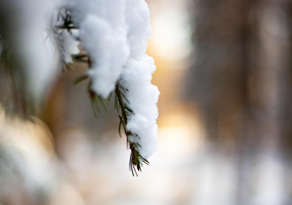 Stała niska temperatura powodowała, że proces hibernacji czy snu zimowego niektórych zwierząt - nie był zakłócony. / Fot. Pixabay / ilustracyjne