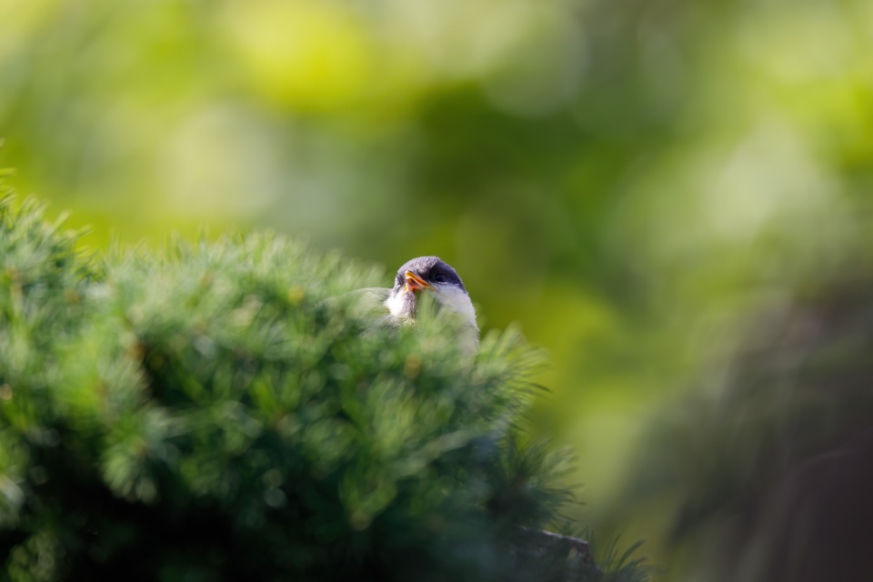 Nadchodzi wiosna w Jadalnym Ogrodzie na UMK w Toruniu/fot. Pixabay/ilustracyjna