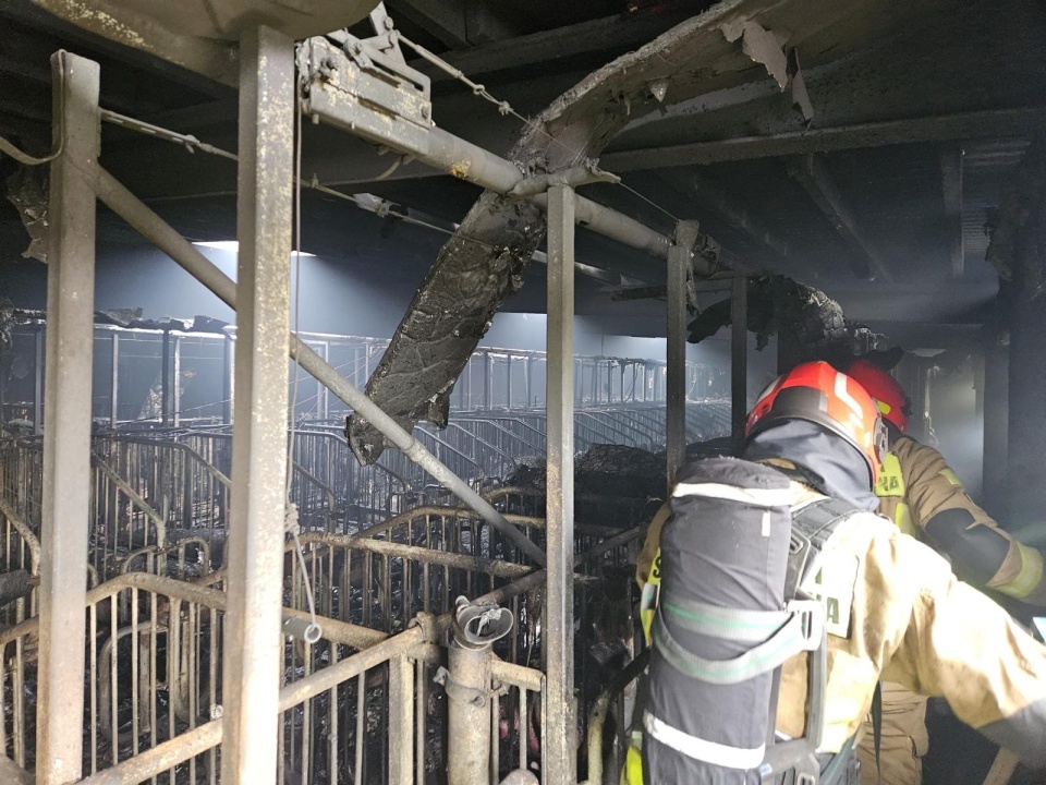 Ogień wybuchł na poddaszu chlewni w w Kraszycach. / Fot. KP PSP w Inowrocławiu.