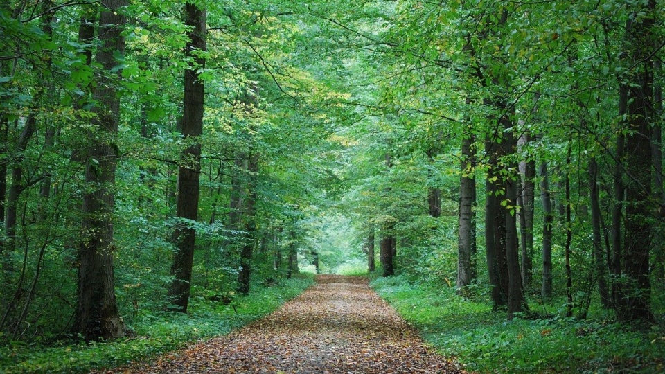 Strażnicy leśni biorą udział w poszukiwaniach osób zaginionych/fot. Pixabay/ilustracyjna