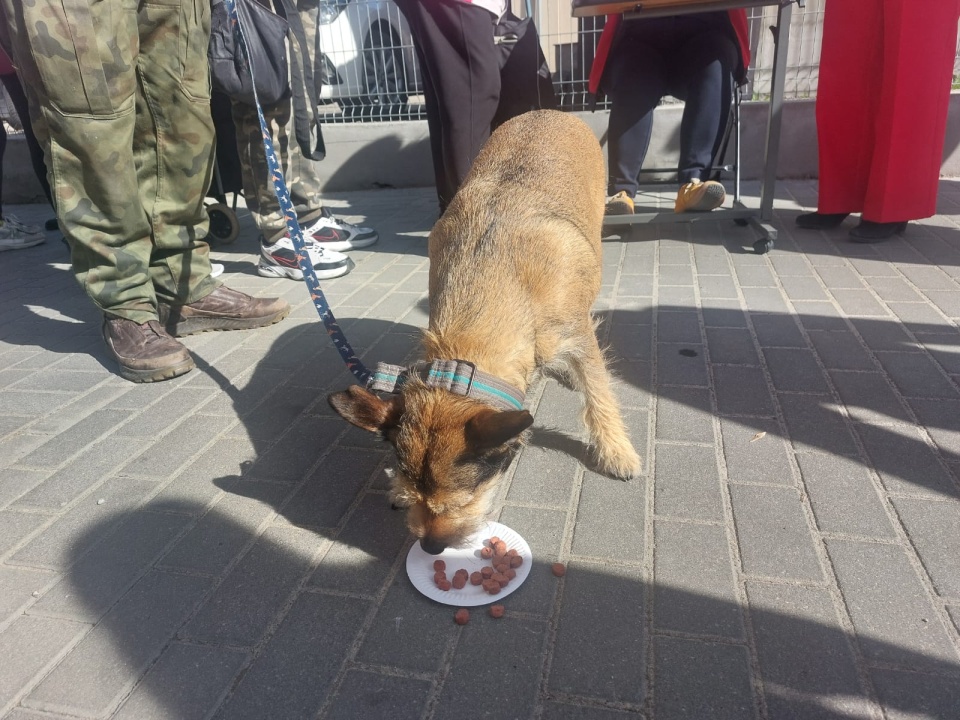 W Bydgoszczy przy świątecznym stole usiedli podopieczni PCK i ich zwierzęta/ Fot. Sława Skibińska-Dmitruk