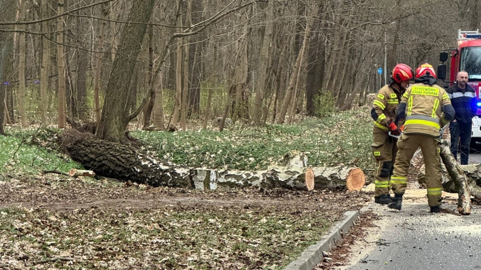 Powalone drzewa i brak prądu. Przez silny wiatr strażacy z regionu mieli dużo pracy: AKTUALIZACJA [wideo]