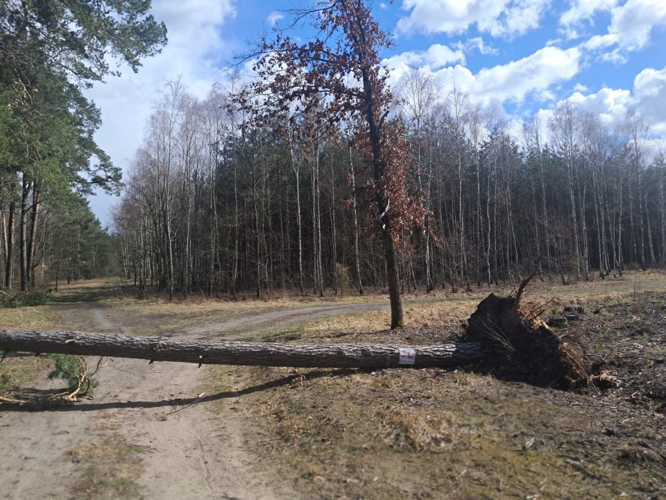 Powalone drzewo w Brzozie/fot. Magdalena Gill