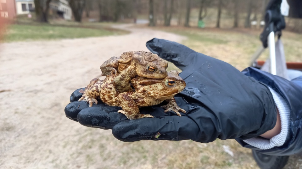 Aby żaby, ropuchy czy traszki mogły bezpiecznie dotrzeć do zbiornika wodnego na gody, w Bydgoszczy stanęły specjalne ogrodzenia/Fot. Tatiana Adonis