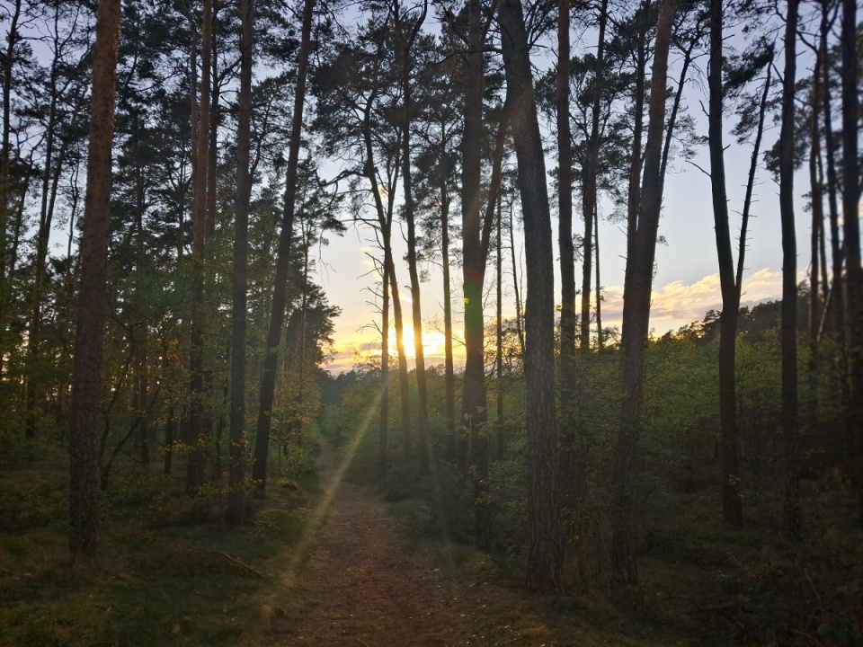 Jak bezpiecznie i legalnie nocować w lesie?/fot. Magdalena Gill