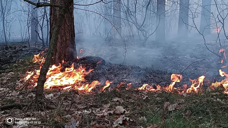 W lasach pod Bydgoszczą doszło do serii pożarów. /fot. Nadleśnictwo Żołędowo