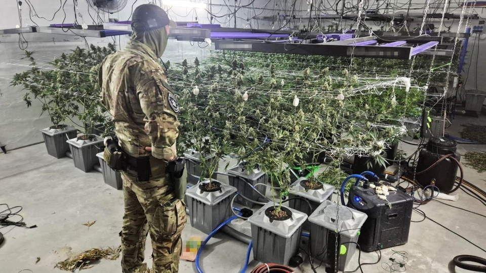 158 sadzonek konopi i ponad 8 kilogramów suszu. CBŚP zlikwidowało uprawę/fot. CBŚP